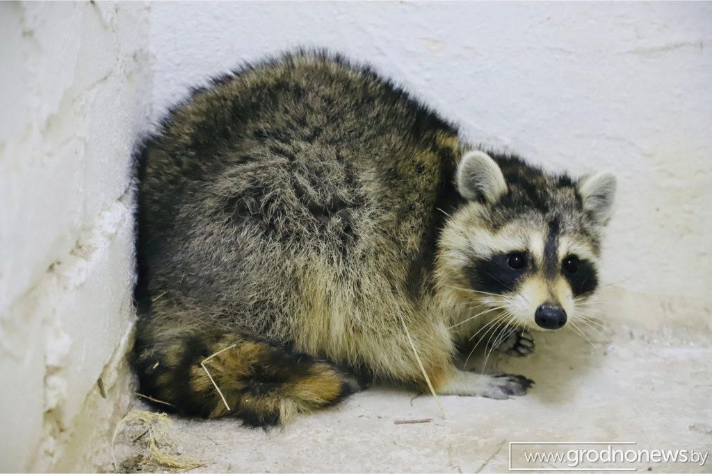 логотип ГП (8).png