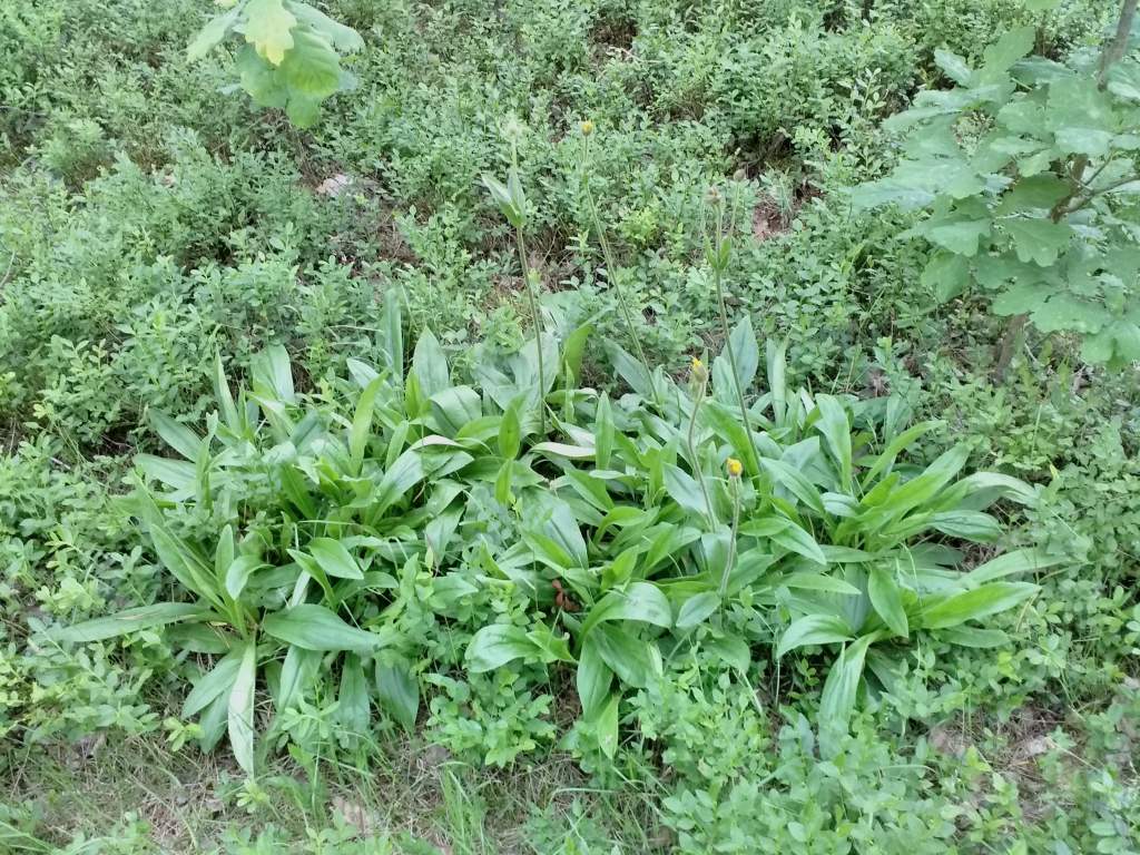 IMG_20190608_191540.jpg