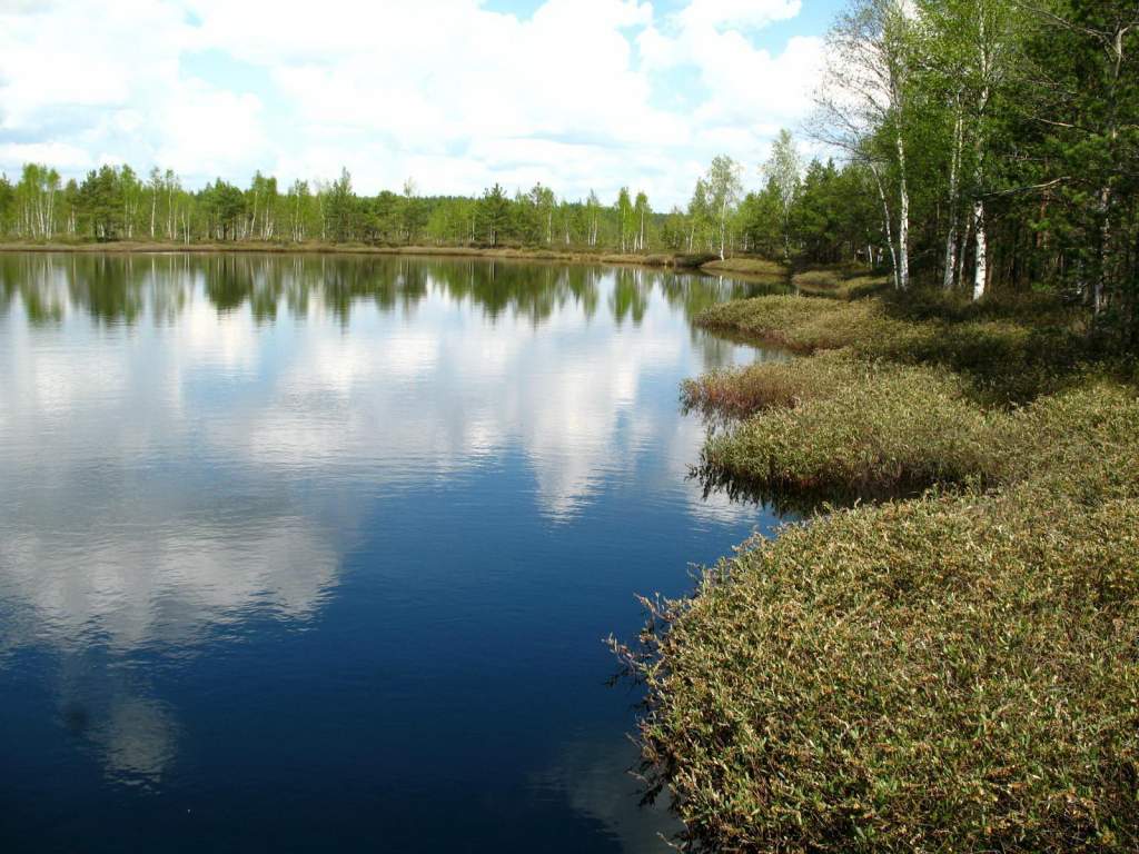 bog Dubatovka _BY озеро.jpg