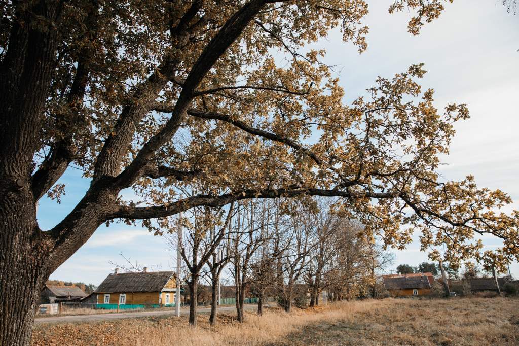 окуниново деревня_бибиков (2).jpg