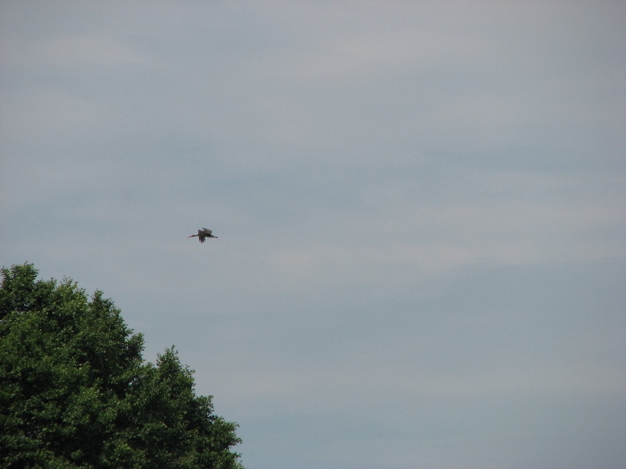 черныйпара аист.jpg