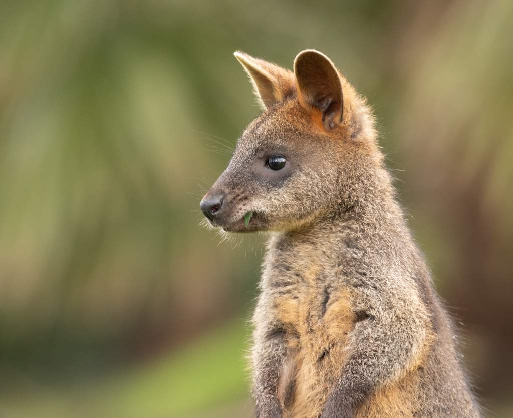 selective-focus-shot-wallaby.jpg