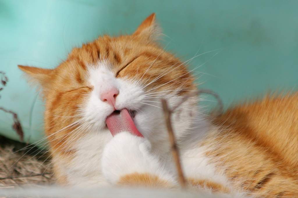 cat-g21e5a93b1_1920.jpg