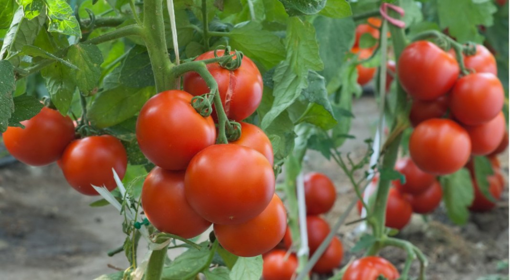 tomato-1.jpg