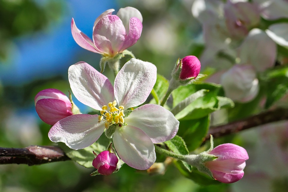 flower-3348317_960_720.jpg