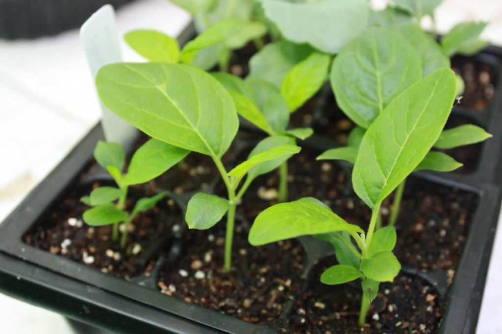 Eggplant-03.jpg