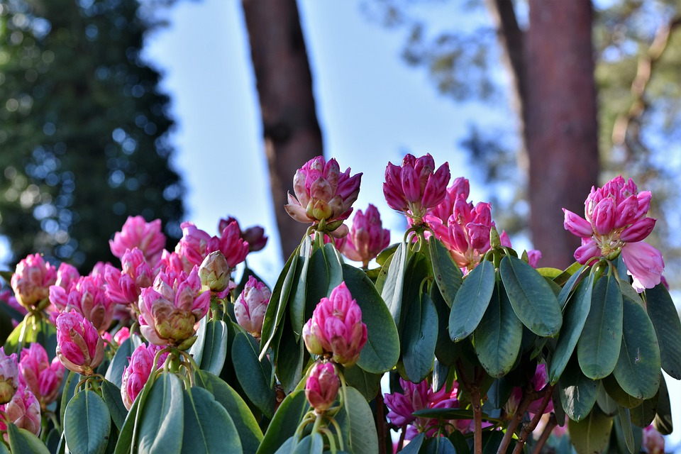 rhododendron-4945988_960_720.jpg