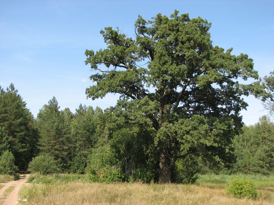 дуб_1.jpg