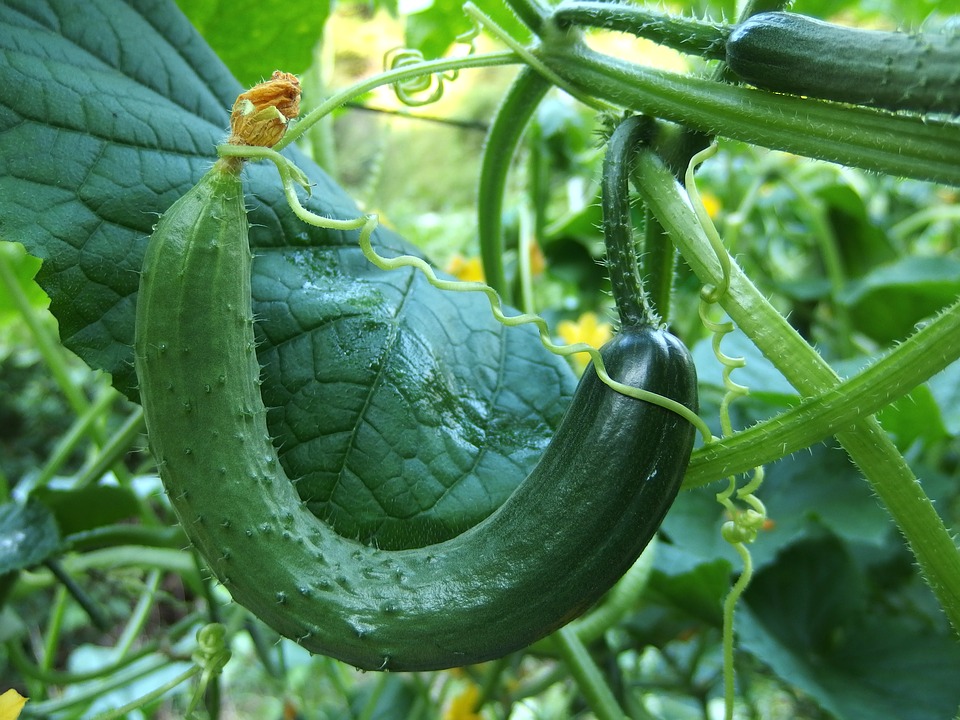 cucumber-1681504_960_720.jpg