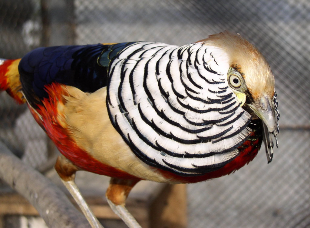 birds15.jpg