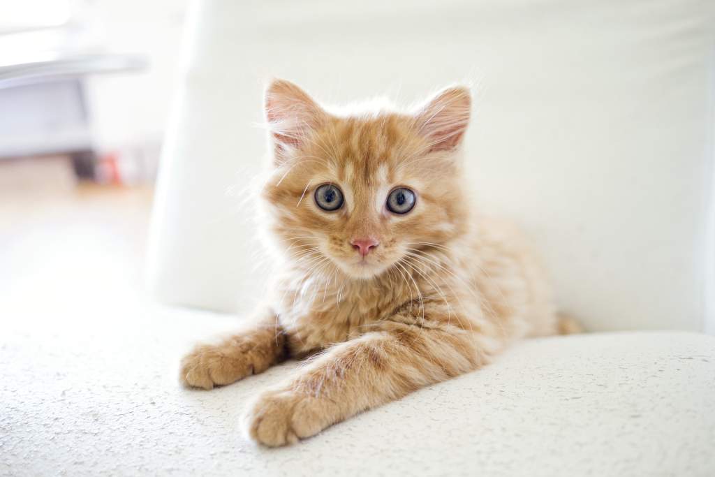 cat-gb004df5a3_1920.jpg