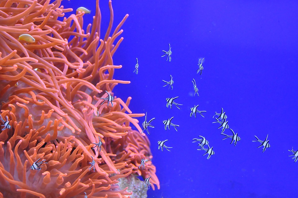 fish-1817384_960_720.jpg
