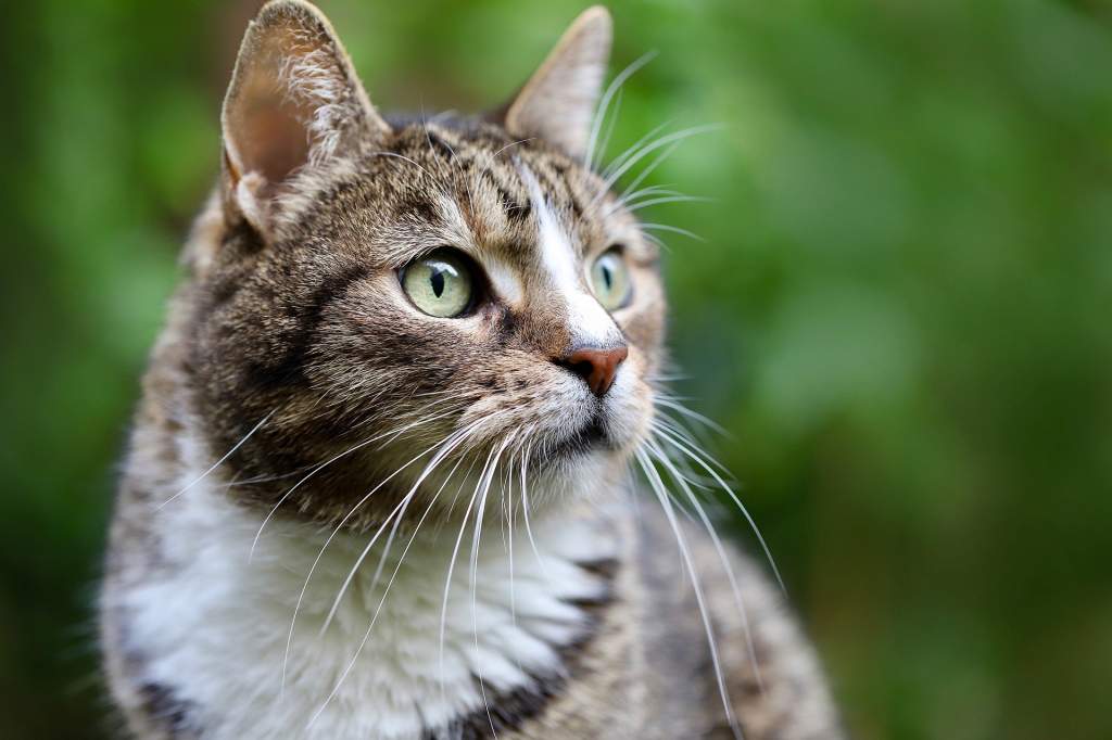 cat-g5c3c08ff0_1920.jpg