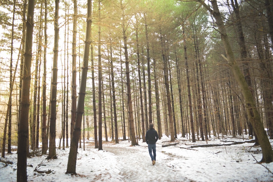 woods-690939_960_720.jpg