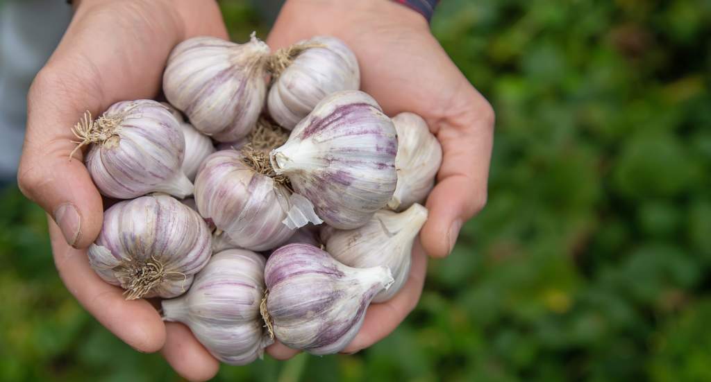 man-farmer-holds-harvest-garlic-his-hands-selective-focus-nature.jpg