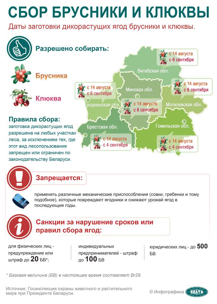брусника и клюква.jpg