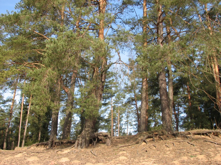 могучие сосны на немане.jpg