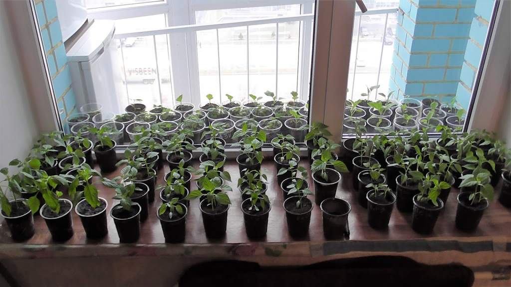 Рассаде перцев месяц (6).JPG