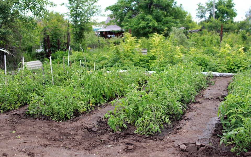 dacha-2699713_960_720.jpg