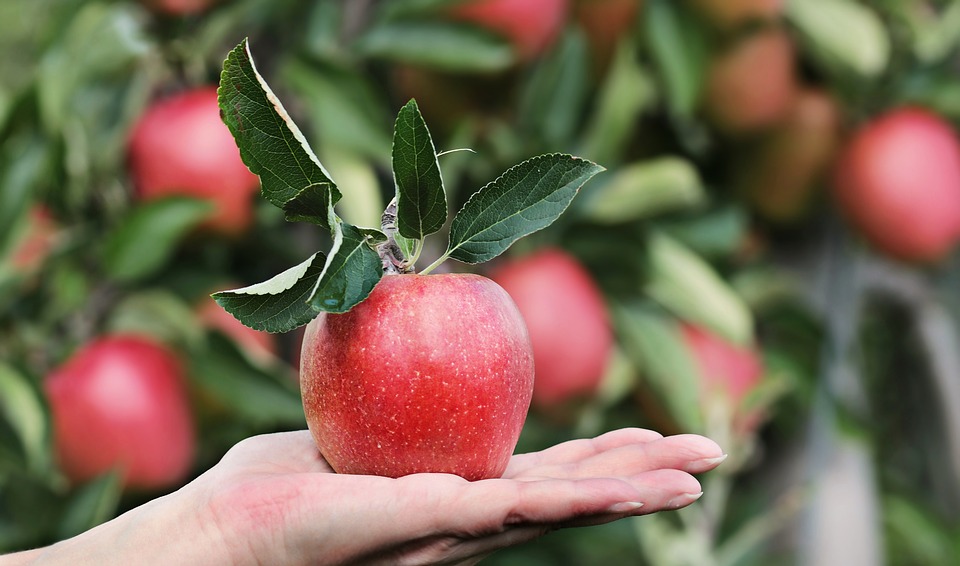 apple-2788662_960_720.jpg