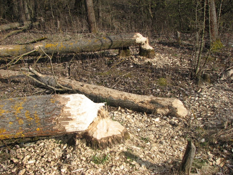 работа бобров (2).jpg