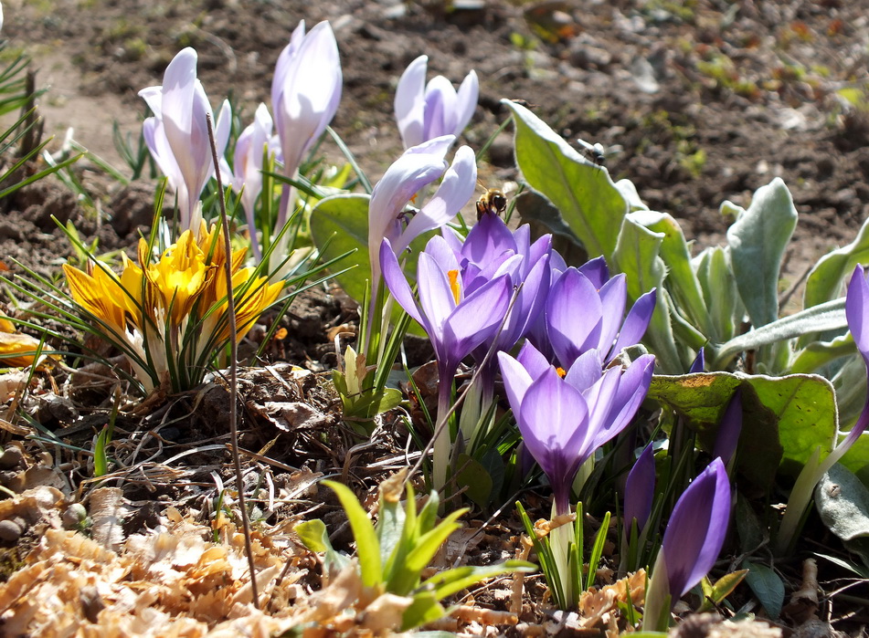 DSCF9696-1.jpg