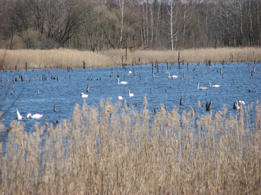 лебединое озеро.jpg