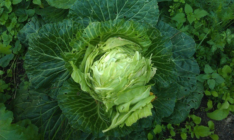 image34635.jpg
