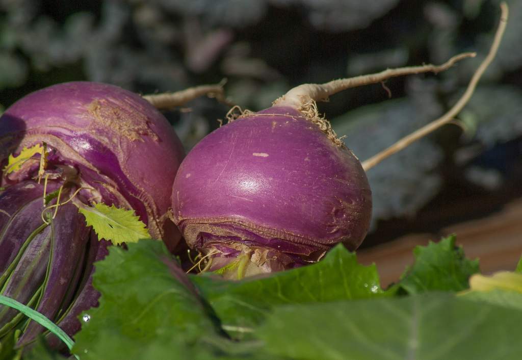 turnips-2097780_1920.jpg
