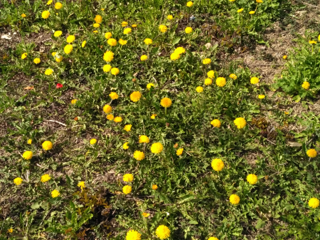 IMG_20190418_153213.jpg