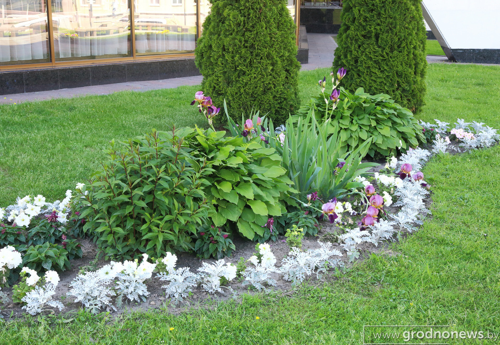 DPP_40239.JPG