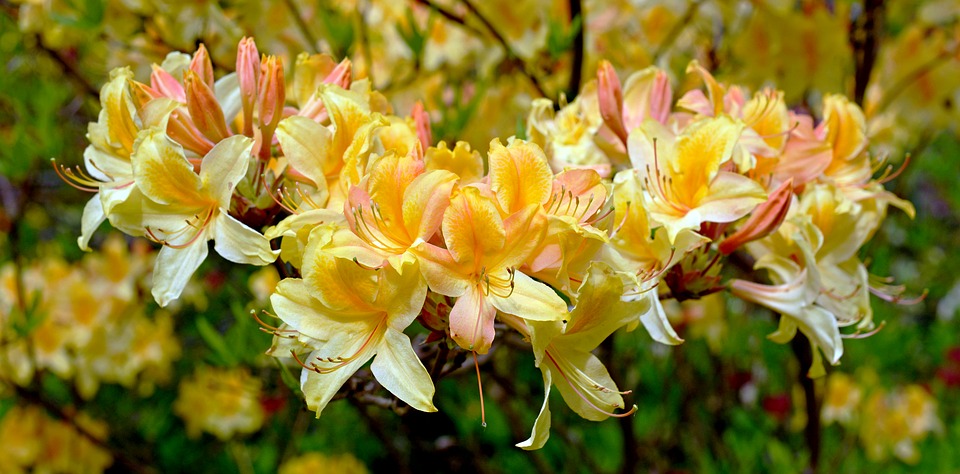 rhododendron-3407269_960_720.jpg