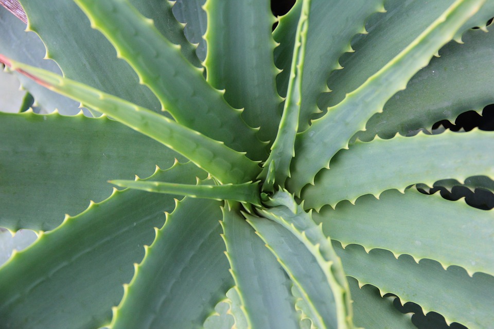 aloe-vera-678040_960_720.jpg