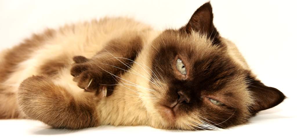 cat-gc170d3bed_1920.jpg