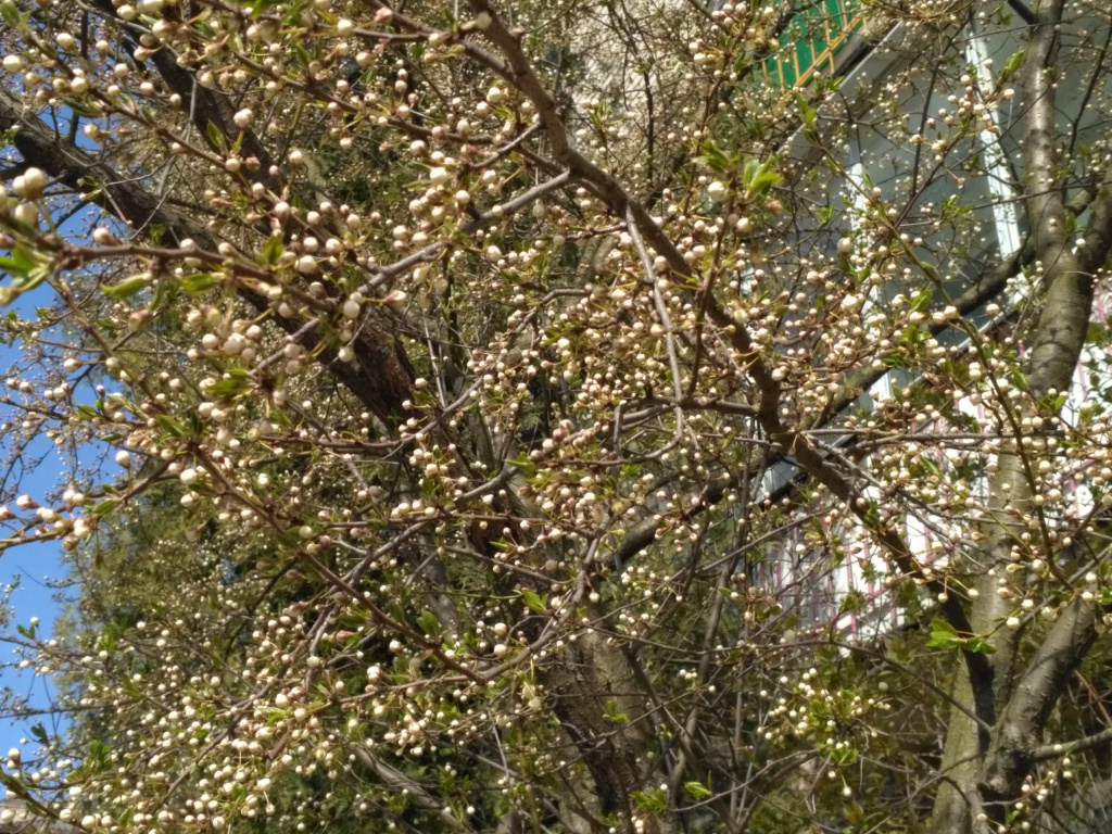 IMG_20190418_114900.jpg
