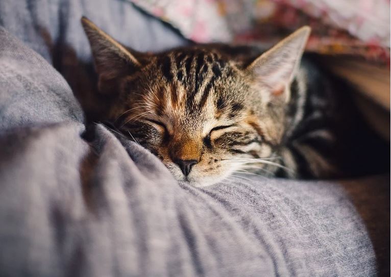 котик.JPG