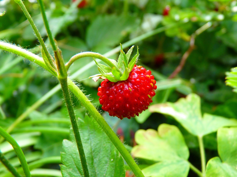 strawberry-7649_960_720.jpg