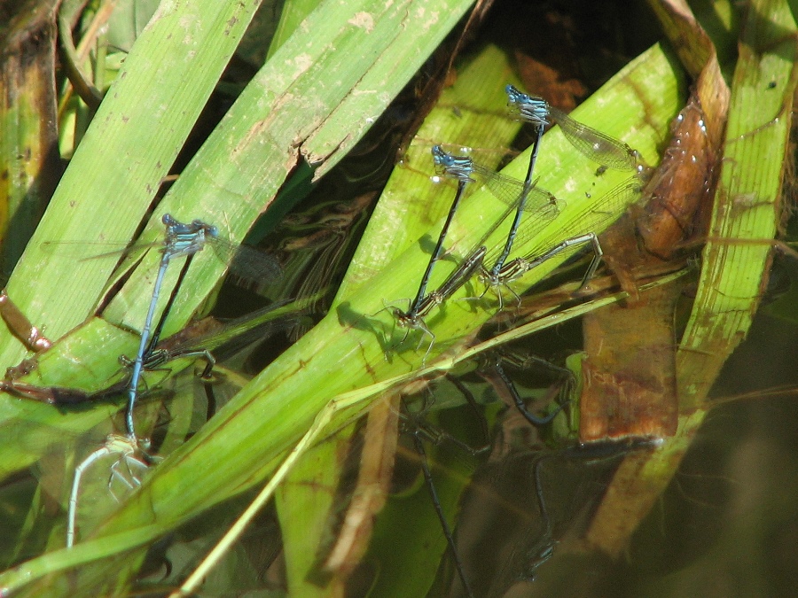 танец стрекоз.jpg