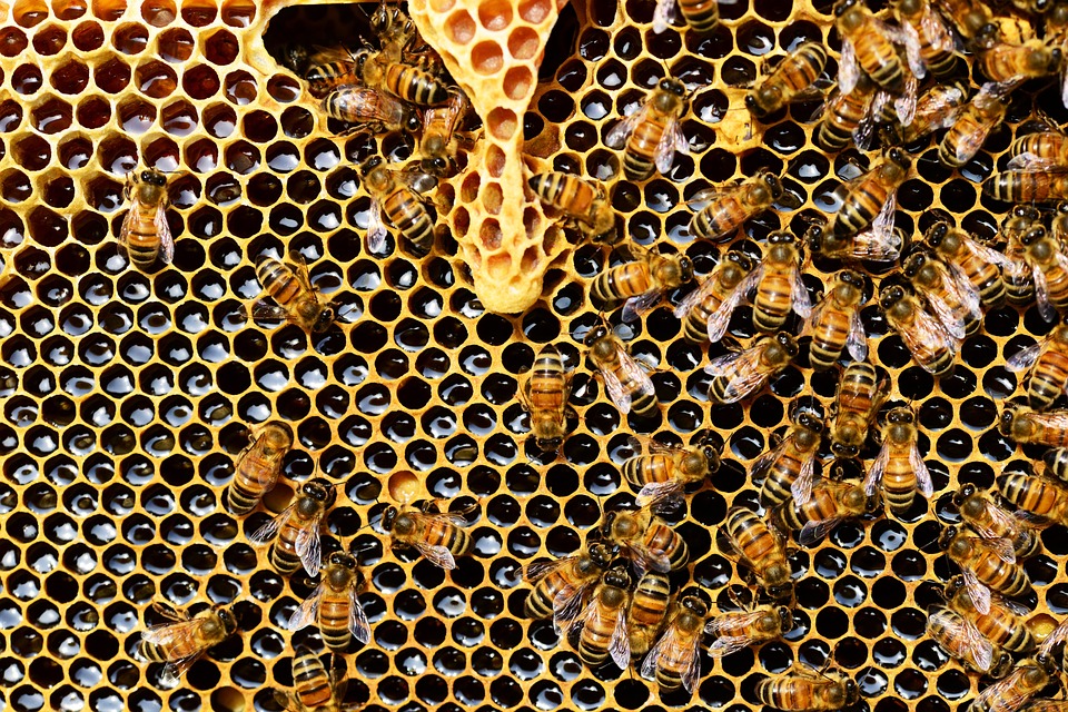 honey-bees-337695_960_720.jpg