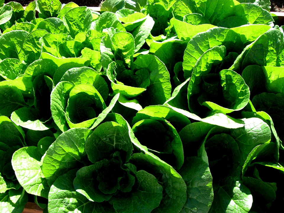 napa-cabbage-1746795_960_720.jpg