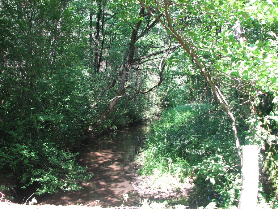 ручей в яцуках.jpg