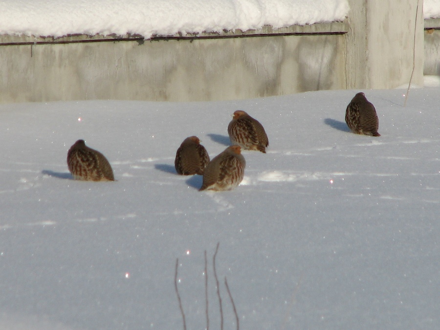 куропатки.jpg