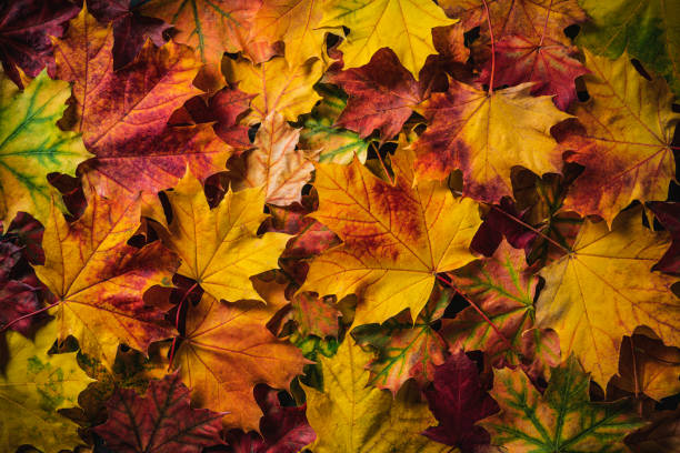 istockphoto-1413052093-612x612.jpg