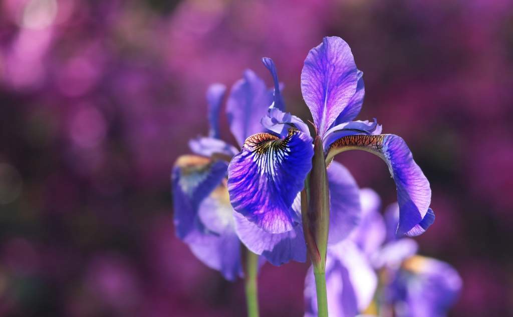 iris-2502898_1920.jpg