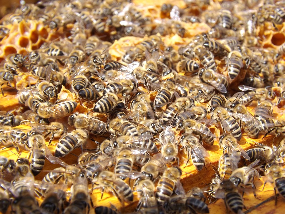 bees-486872_960_720.jpg