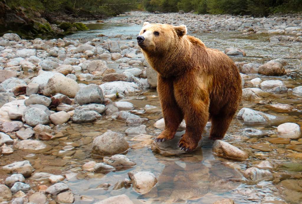 bear-1376361_1920.jpg