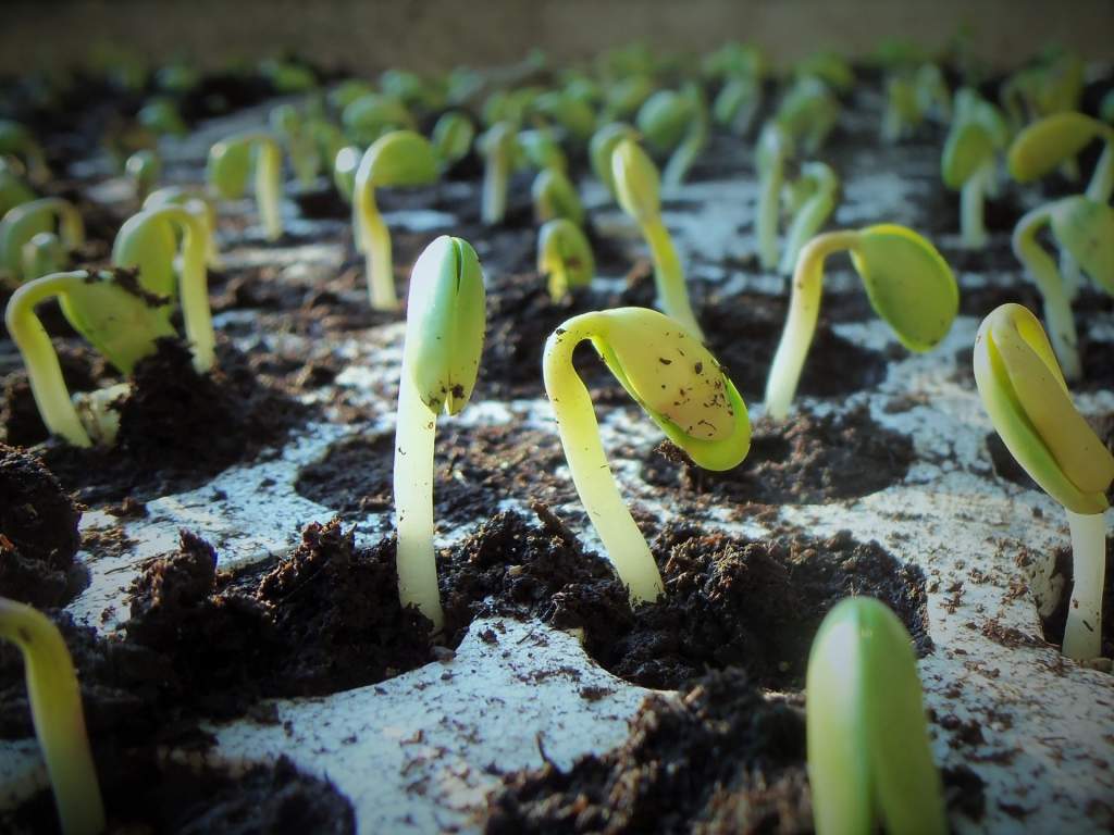 plants-1331667_1920.jpg