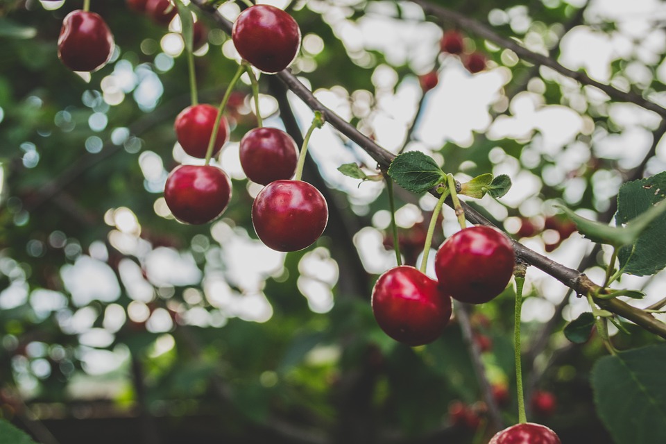 cherries-839864_960_720.jpg
