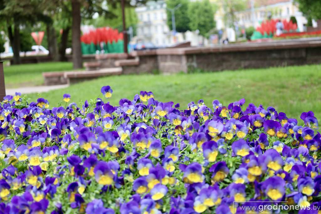 IMG_7598.JPG