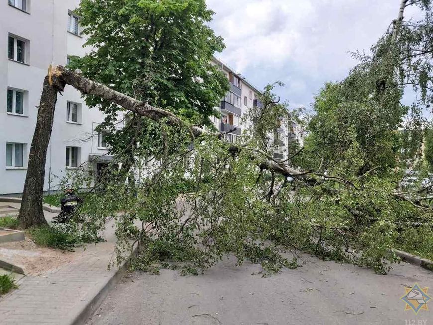 поваленные деревья фото.jpg